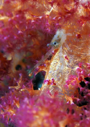 Squad lobster on soft coral. by Dray Van Beeck 
